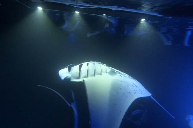 Manta Ray Snorkeling by Night in Kailua-Kona, Hawaii - What the light board actually does
