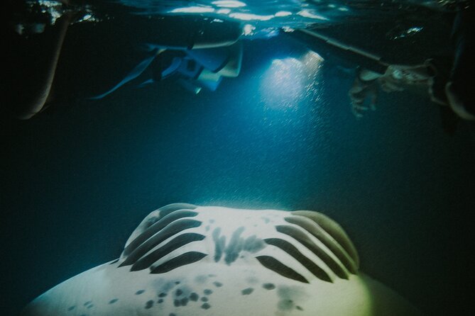 Manta Ray Snorkeling by Night in Kailua-Kona, Hawaii - The manta guarantee and the risk of no sighting