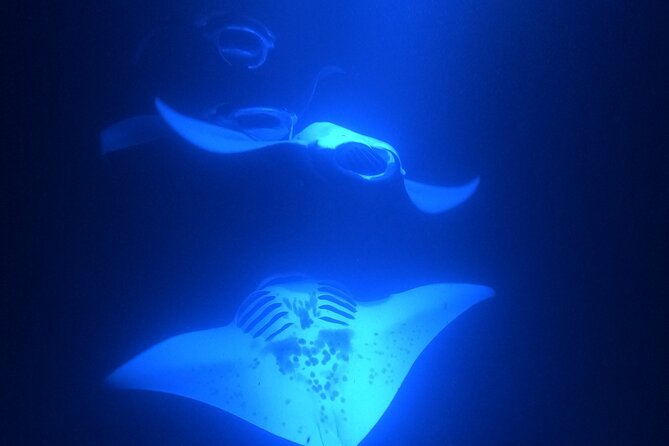 Manta Ray Snorkeling by Night in Kailua-Kona, Hawaii - Who should book this Kona outing