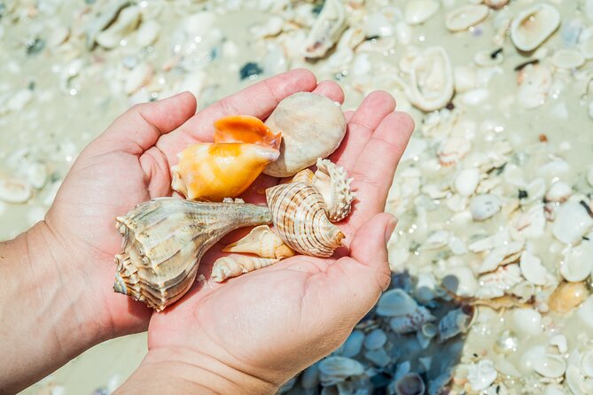 Marco Island Wildlife Sightseeing and Shelling Tour - Shelling on an island beach