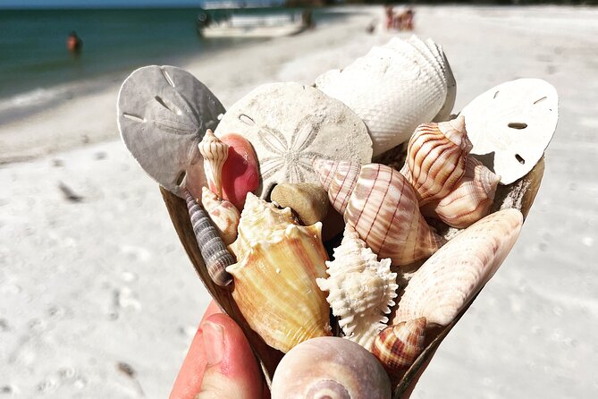 Marco Island Wildlife Sightseeing and Shelling Tour - The guides make the difference