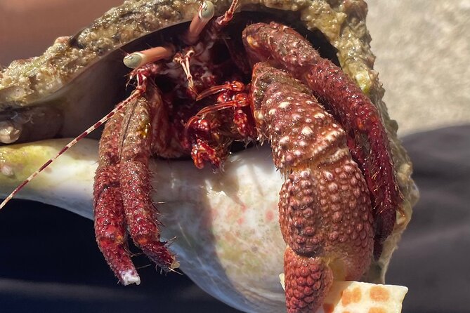 Marco Island Wildlife Sightseeing and Shelling Tour - Comfort, group size, and family fit