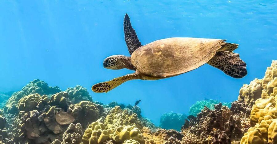 Maui: Eco-Friendly Molokini & Turtle Town Tour with Meals - Why Molokini makes this a special Maui snorkel trip