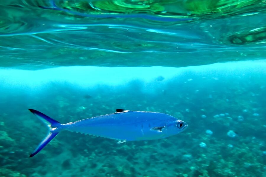 Maui: Eco-Friendly Molokini & Turtle Town Tour with Meals - Should you book it?