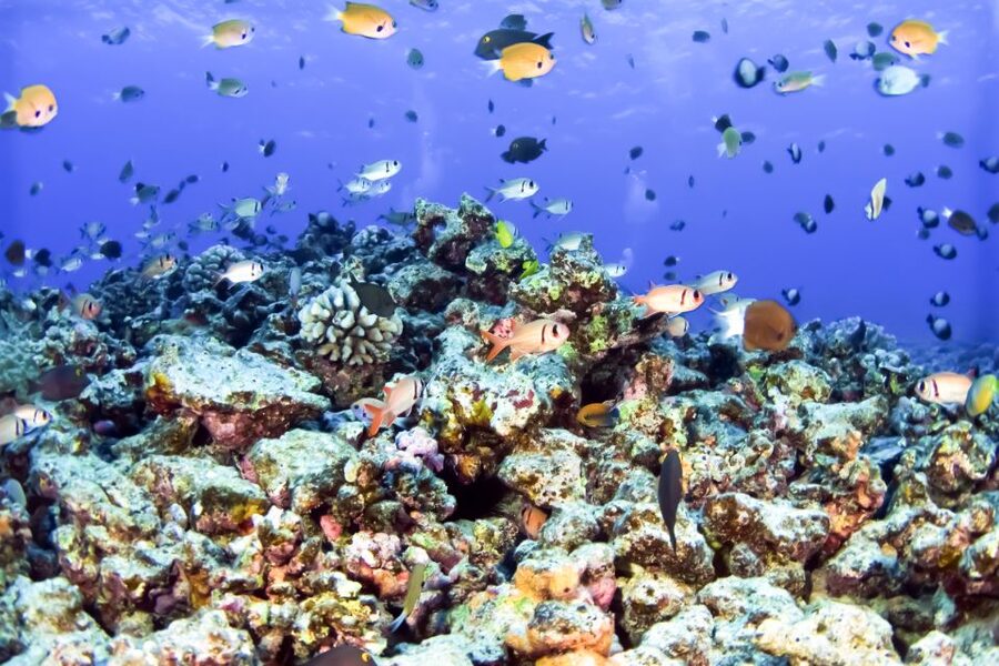 Maui: Eco-Friendly Molokini & Turtle Town Tour with Meals - Getting to Maalaea Harbor without a rushed morning