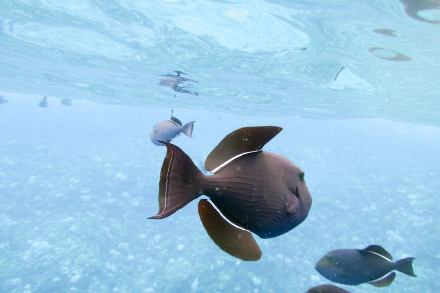 Maui: Eco-Friendly Molokini & Turtle Town Tour with Meals - A family-friendly approach that works for beginners