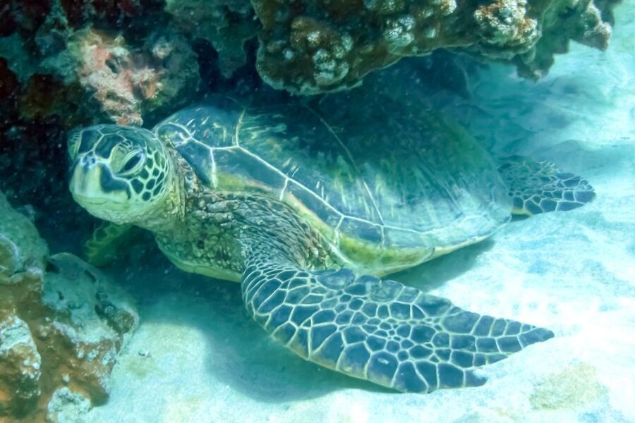 Maui: Eco-Friendly Molokini & Turtle Town Tour with Meals - Crowds, comfort, and the parts that may test you
