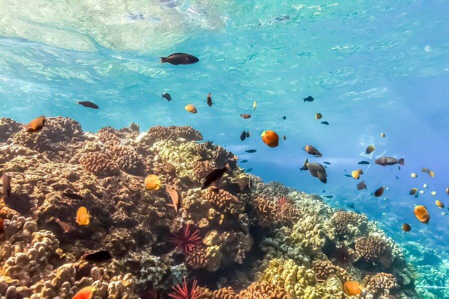 Maui: Eco-Friendly Molokini & Turtle Town Tour with Meals - Who should book this Molokini and Turtle Town trip