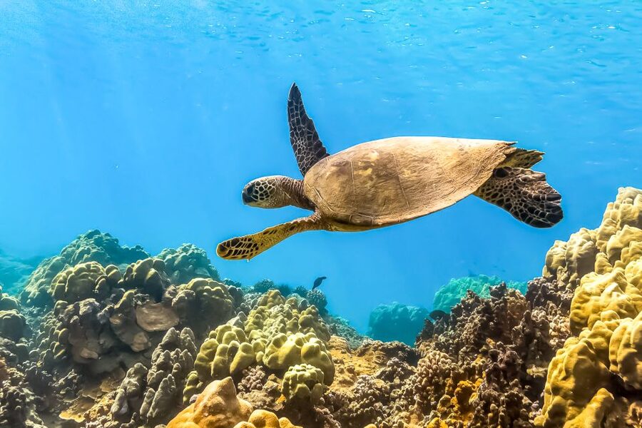 Maui: Eco-Friendly Molokini & Turtle Town Tour with Meals - Breakfast, boat orientation, and snorkel instruction