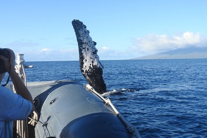 Maui Eco-Raft Tour: Eye-Level Whale or Dolphin Watching - Lahaina - Summer departures focus on dolphins and the coast