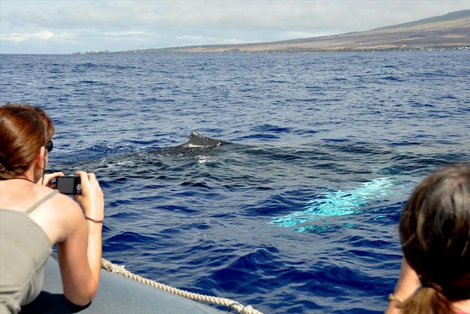 Maui Eco-Raft Tour: Eye-Level Whale or Dolphin Watching - Lahaina - What the 2.5-hour itinerary feels like