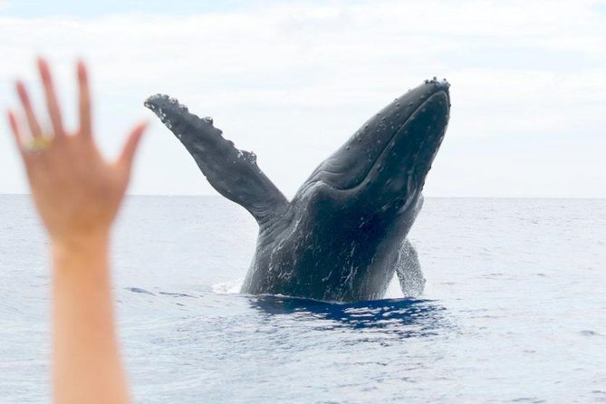 Maui Eco-Raft Tour: Eye-Level Whale or Dolphin Watching - Lahaina - The crew makes a real difference