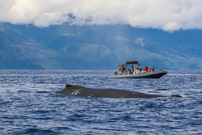 Maui Eco-Raft Tour: Eye-Level Whale or Dolphin Watching - Lahaina - Price and value at $85.16