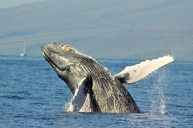 Maui Eco-Raft Tour: Eye-Level Whale or Dolphin Watching - Lahaina - Prepare for spray, sun, and boarding