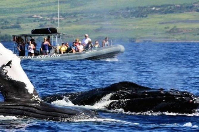 Maui Eco-Raft Tour: Eye-Level Whale or Dolphin Watching - Lahaina - December through April: Maui’s humpback season