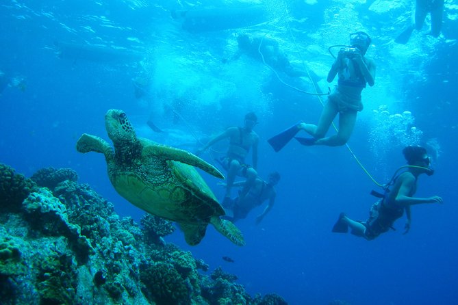 Maui: Molokini and Turtle Town Snorkeling aboard Pride of Maui - SNUBA is optional and costs extra