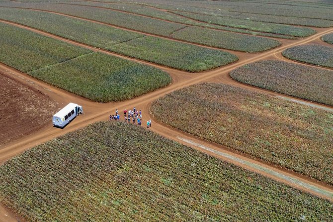 Maui Pineapple Farm Tour in Haliimaile - The 90-minute route through fields and packing rooms