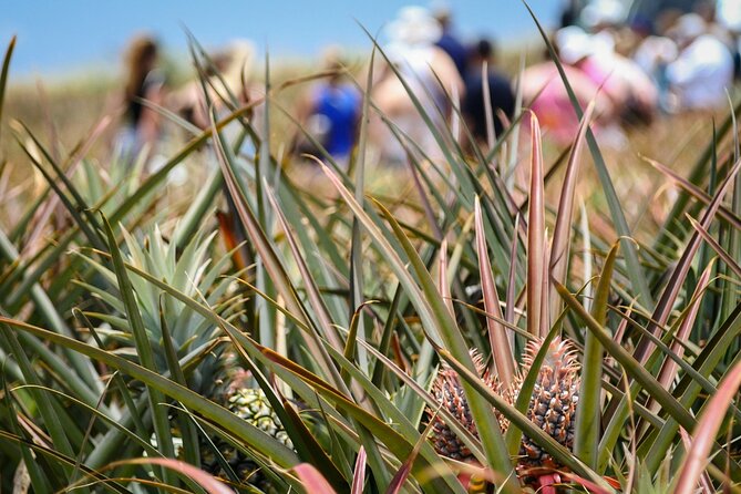 Maui Pineapple Farm Tour in Haliimaile - What the tour teaches about Hawaiian agriculture