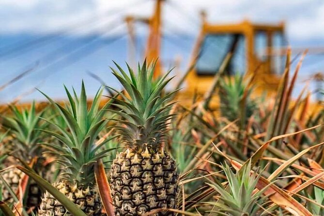 Maui Pineapple Farm Tour in Haliimaile - Timing, meeting point, and practical planning