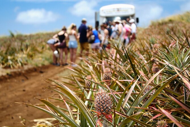Maui Pineapple Farm Tour in Haliimaile - Maui Gold pineapple is the main event