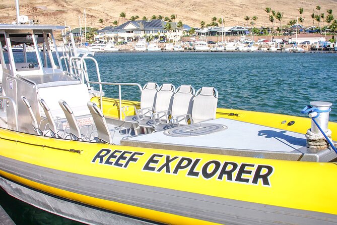 Maui Snorkel Adventure: Molokini Crater and Turtle Cove - When whales turn a snorkel trip into something else