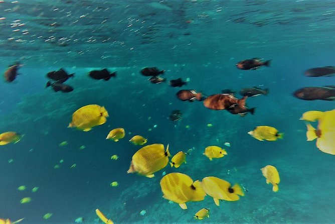 Maui Snorkel Adventure: Molokini Crater and Turtle Cove - What you actually get for $198