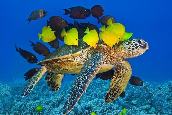 Maui Snorkel Adventure: Molokini Crater and Turtle Cove - Who will enjoy this trip most