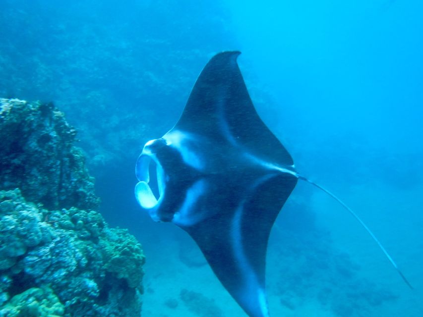 Maui: Turtle Town Kayak and Snorkel Tour - Why the early morning departure is worth it