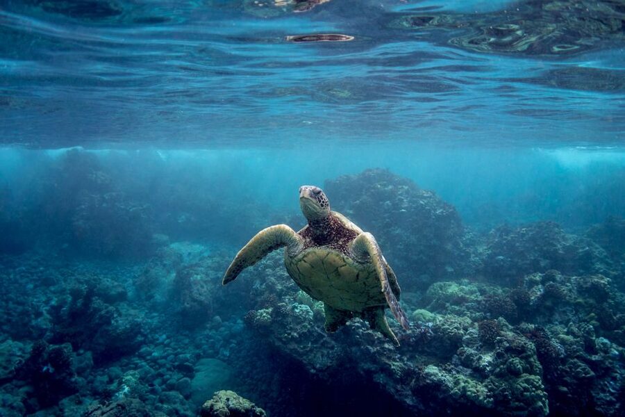 Maui: Turtle Town Kayak and Snorkel Tour - Guides who make beginners feel at ease