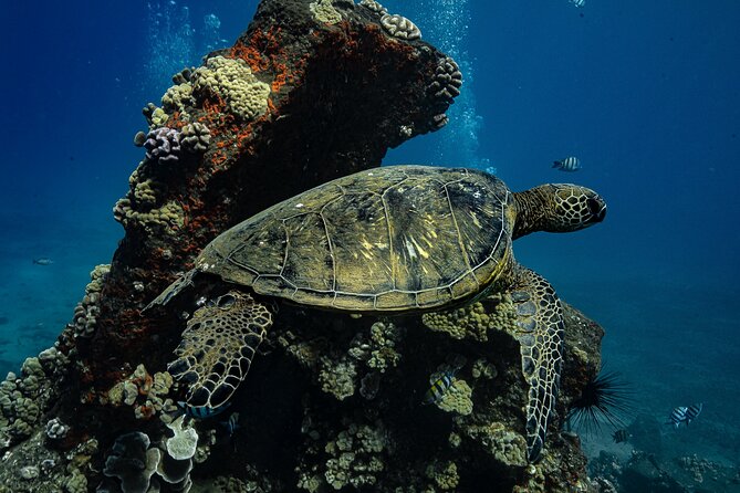 Maui: Turtle Town Snorkel with Photo and Video - The first minutes: gear, instructions, and getting comfortable