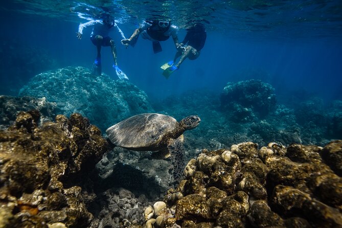 Maui: Turtle Town Snorkel with Photo and Video - Guides Joe and Robbie make the biggest difference