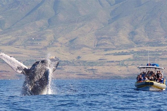 Maui: Ultimate Whale Watch from Lahaina - Why a low raft changes whale watching