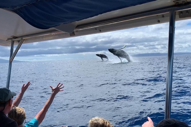 Maui: Ultimate Whale Watch from Lahaina - Watching humpbacks without a large crowd