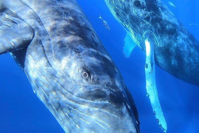Maui: Ultimate Whale Watch from Lahaina - Dolphins, calves, and the moments you cannot schedule