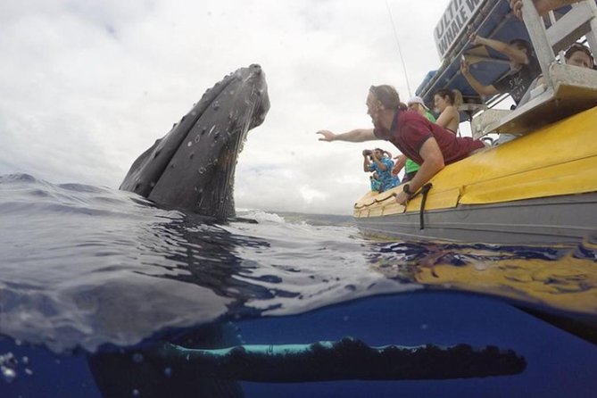 Maui: Ultimate Whale Watch from Lahaina - What the $77 price buys you
