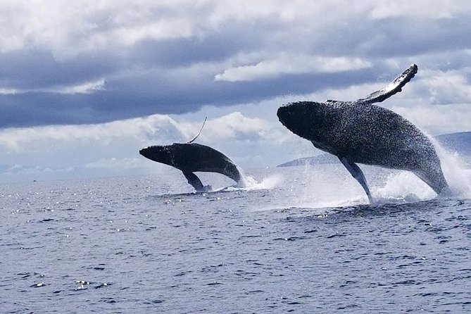 Maui: Ultimate Whale Watch from Lahaina - Who will enjoy this raft most
