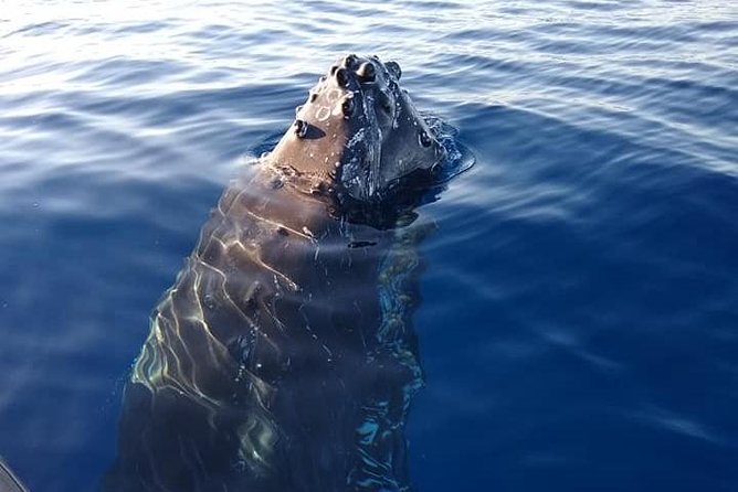 Maui: Ultimate Whale Watch from Lahaina - Booking, weather, and timing tips