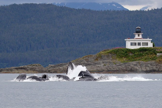 Mendenhall Glacier Visitor Center and Ultimate Whale Watch Combo - Key points to know before you book