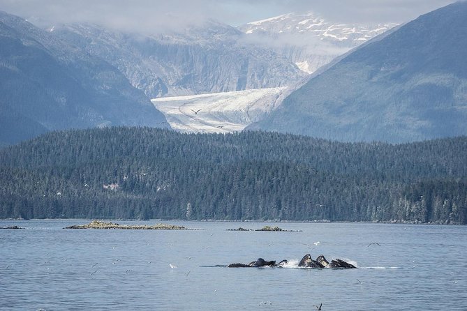 Mendenhall Glacier Visitor Center and Ultimate Whale Watch Combo - Meeting beneath the Goldbelt Tram cables