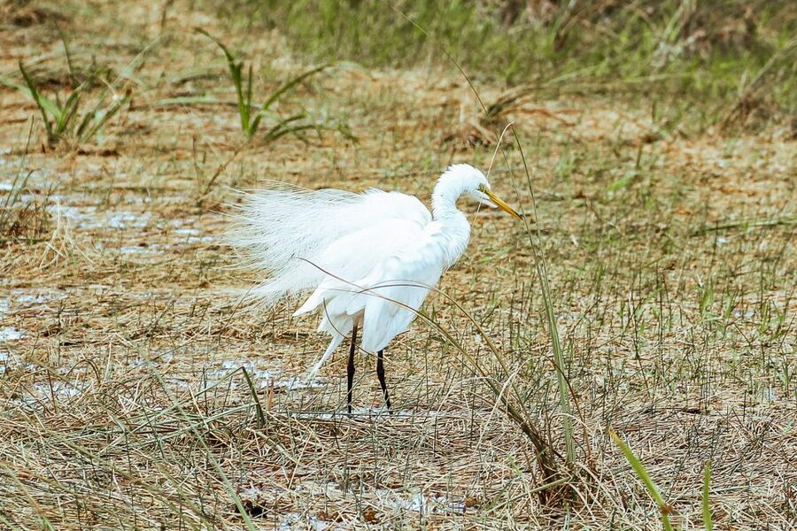 Miami: Everglades National Park Airboat Tour & Wildlife Show - Price, park fees, and what the day really costs