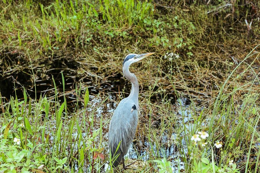 Miami: Everglades National Park Airboat Tour & Wildlife Show - Who will enjoy this experience most