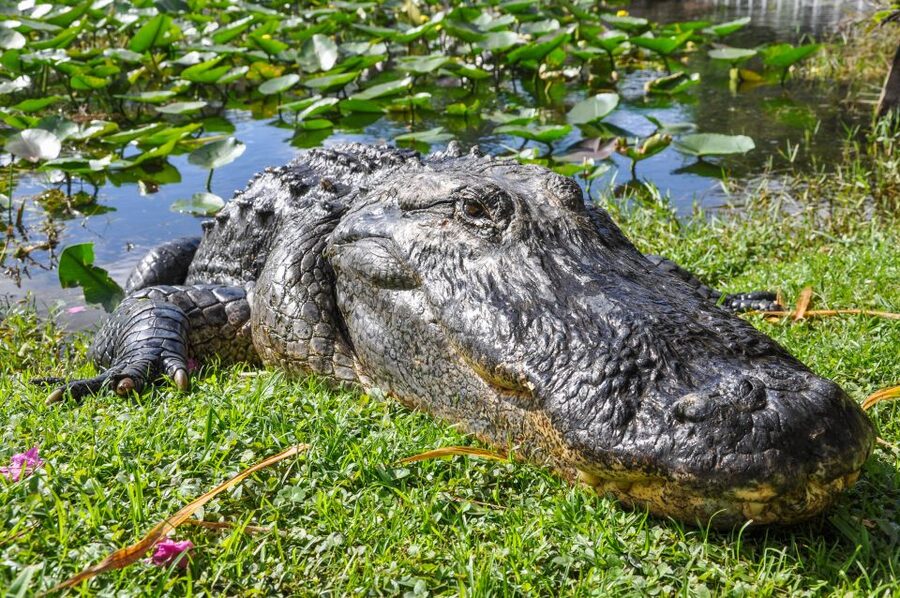 Miami: Everglades Safari Park Airboat Tour - What the Everglades Safari Park experience is really like
