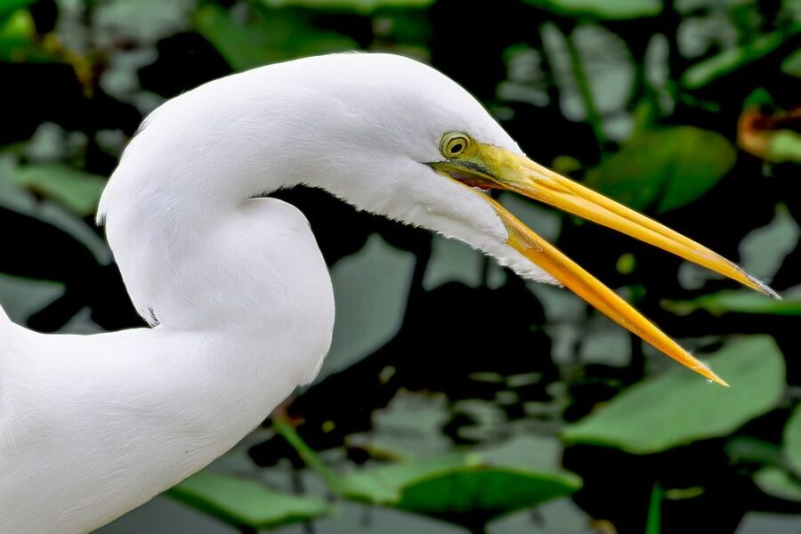 Miami: Everglades Safari Park Airboat Tour - The airboat ride across the River of Grass