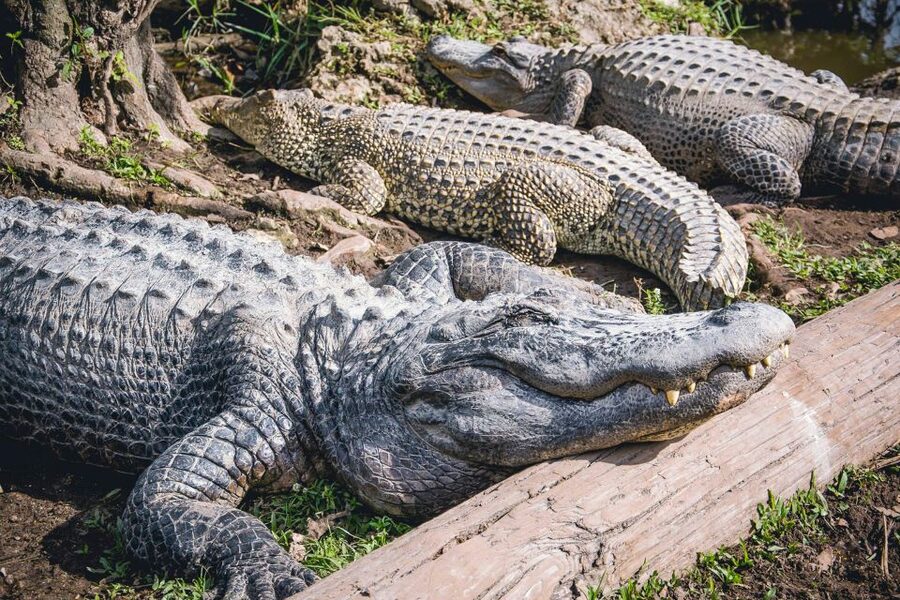 Miami: Everglades Safari Park Airboat Tour - The jungle trail and observation platform