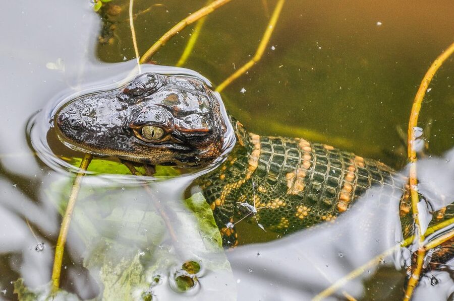 Miami: Everglades Safari Park Airboat Tour - Who will enjoy this airboat tour most