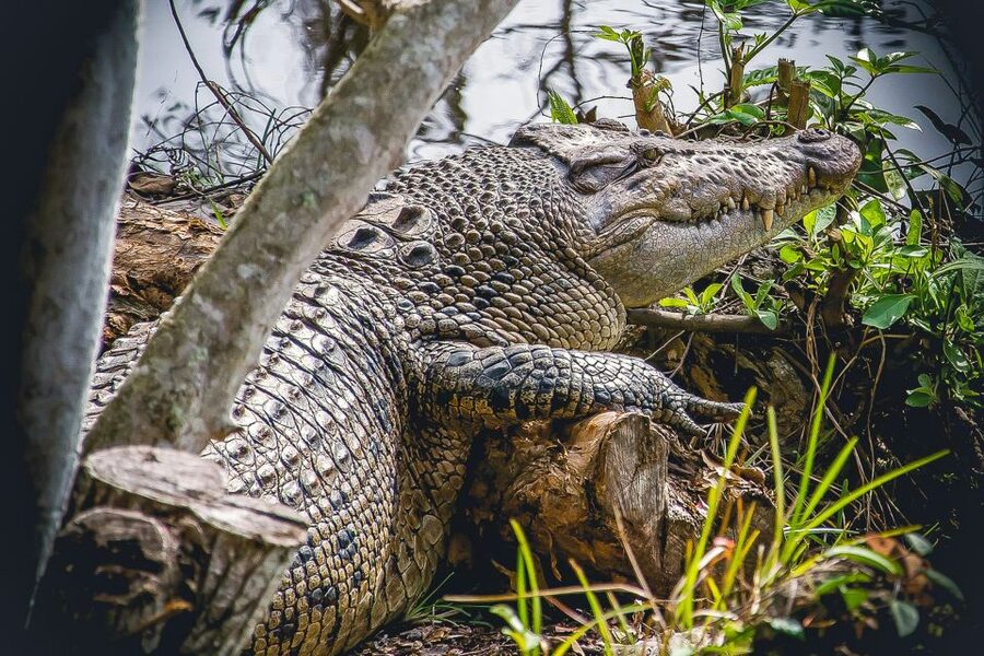 Miami: Everglades Safari Park Airboat Tour - Booking details that matter