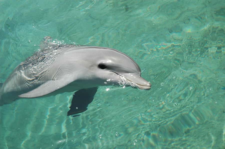 Miami: Key West Dolphin Watch or Snorkel Boat with pickup - Should You Book This Miami to Key West Trip?