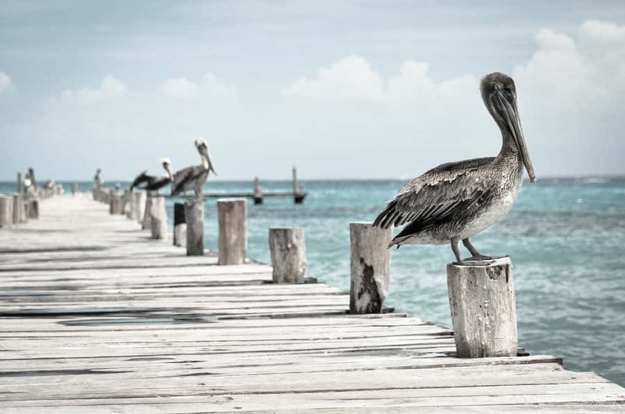 Miami: Key West Dolphin Watch or Snorkel Boat with pickup - What the Bus Ride Means for the Value