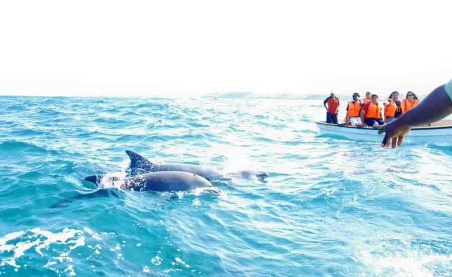 Miami: Key West Dolphin Watch or Snorkel Boat with pickup - Bus Comfort, Pickup, and Return Timing