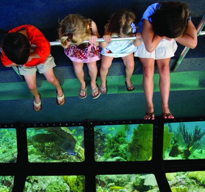 Miami: Key West Dolphin Watch or Snorkel Boat with pickup - Booking Details Worth Knowing